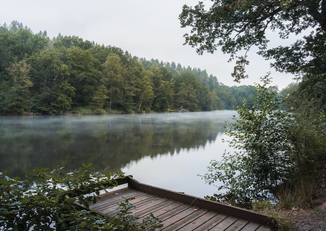 Forest of Dean